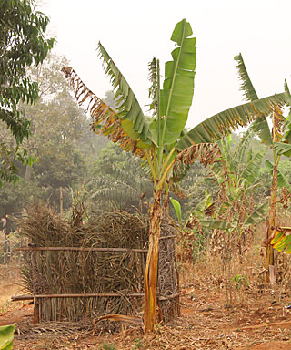 Godlove Bambui