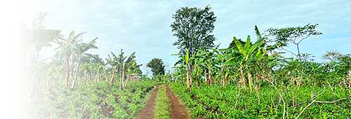 Ashia Kamerun Non-Profit-Verein