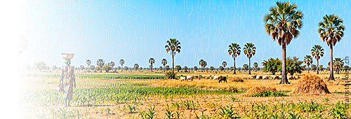 Ashia Kamerun Non-Profit-Verein